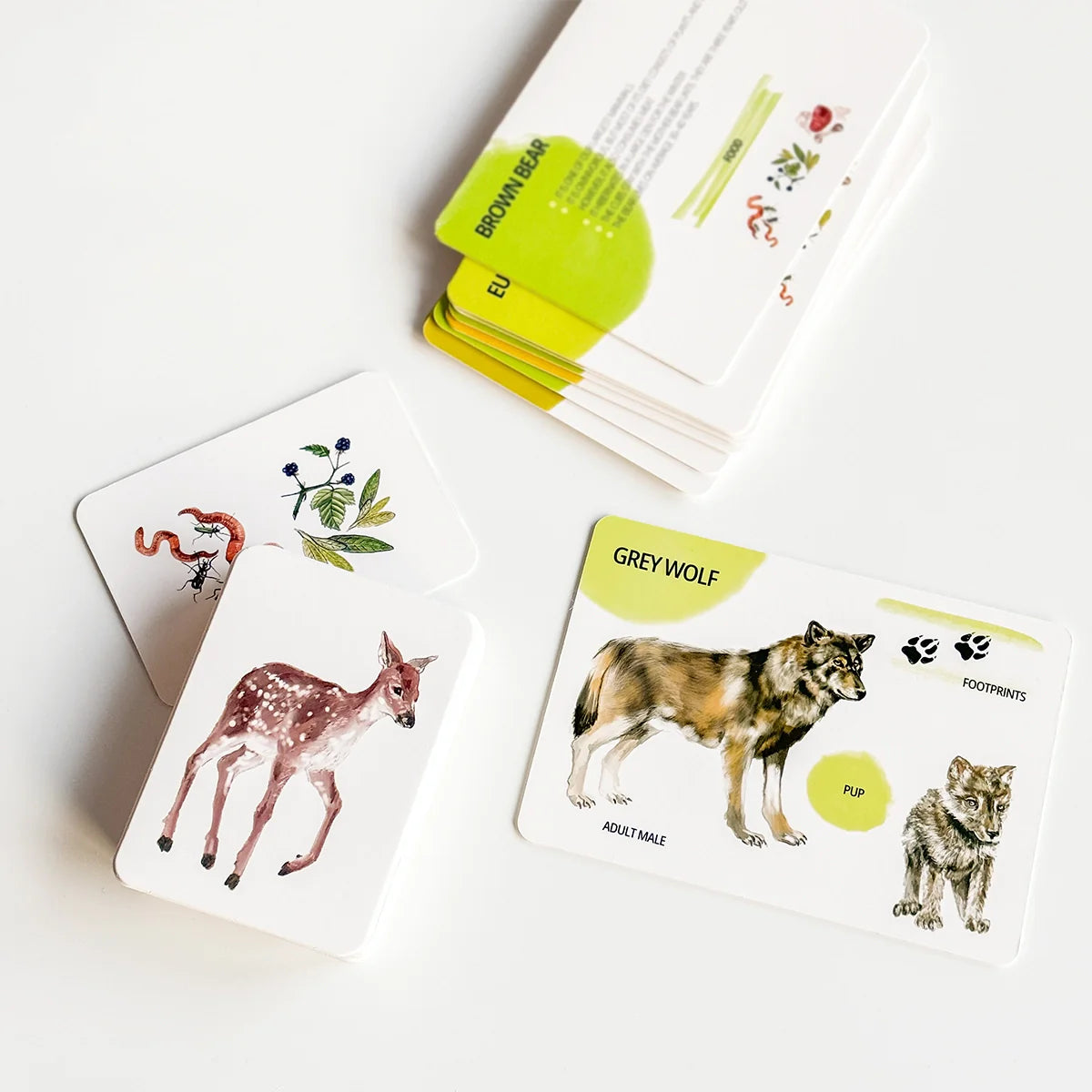 Educational Card Set - Forest Animals