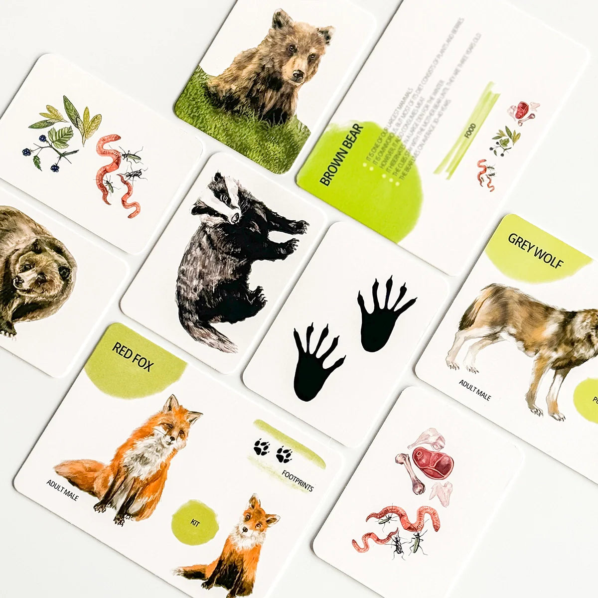 Educational Card Set - Forest Animals