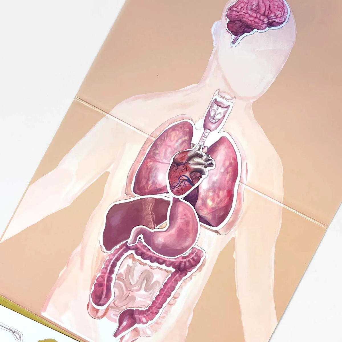 MAGBOOK - magnetic book- Human body